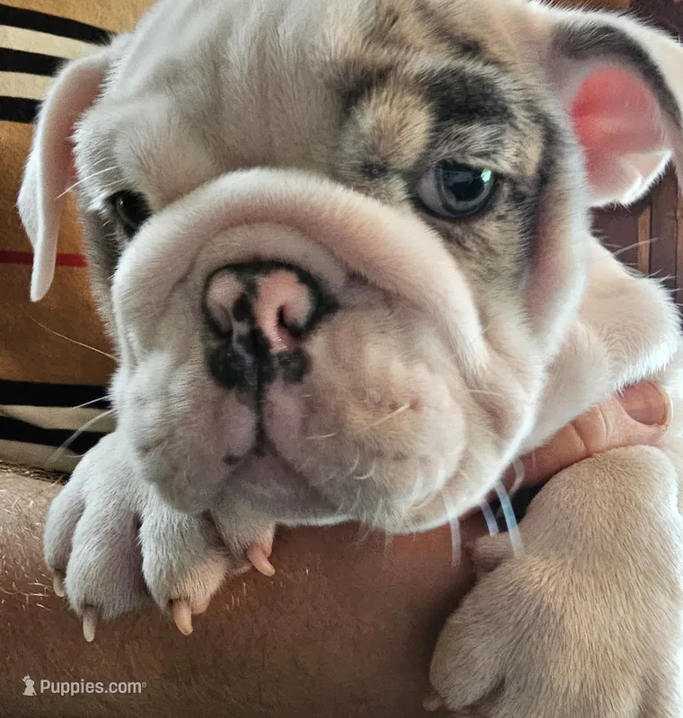 MARSHMALLOW  – English Bulldog puppy for sale in Minerva, OH