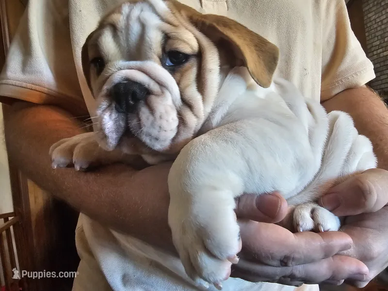 Pork Chop – English Bulldog puppy for sale in Minerva, OH