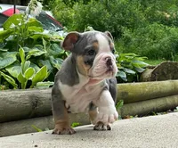 Princess, a female English Bulldog for sale in Minerva, OH – 4 of 5