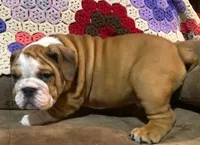 BRUISER, a male English Bulldog for sale in Minerva, OH – 3 of 8