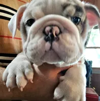 MARSHMALLOW , a female English Bulldog for sale in Minerva, OH – 2 of 10