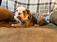 Amazing, a female English Bulldog for sale in Minerva, OH – 7 of 8