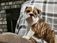Delilah, a female English Bulldog for sale in Minerva, OH – 3 of 6