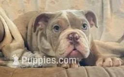 WOW Mable, a female English Bulldog for sale in Minerva, OH – Photo 1 of 9