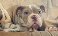 WOW Mable, a female English Bulldog for sale in Minerva, OH – Photo 1 of 9