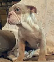 WOW Mable, a female English Bulldog for sale in Minerva, OH – Photo 3 of 9