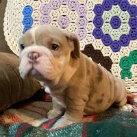 WOW Beautiful, a male English Bulldog for sale in Minerva, OH – Photo 4 of 5