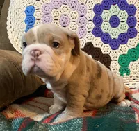 WOW Beautiful, a male English Bulldog for sale in Minerva, OH – Photo 4 of 5