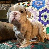 WOW Beautiful, a male English Bulldog for sale in Minerva, OH – Photo 5 of 5