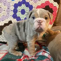 WOW Beautiful, a male English Bulldog for sale in Minerva, OH – Photo 3 of 5