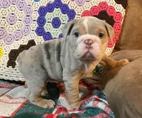 WOW Beautiful, a male English Bulldog for sale in Minerva, OH – Photo 3 of 5