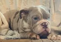 WOW Mable, a female English Bulldog for sale in Minerva, OH – Photo 8 of 9