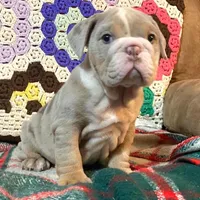 WOW Beautiful, a male English Bulldog for sale in Minerva, OH – Photo 2 of 5