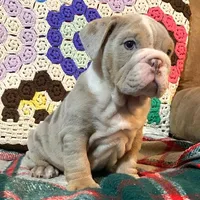 WOW Beautiful, a male English Bulldog for sale in Minerva, OH – Photo 1 of 5
