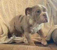WOW Mable, a female English Bulldog for sale in Minerva, OH – Photo 9 of 9
