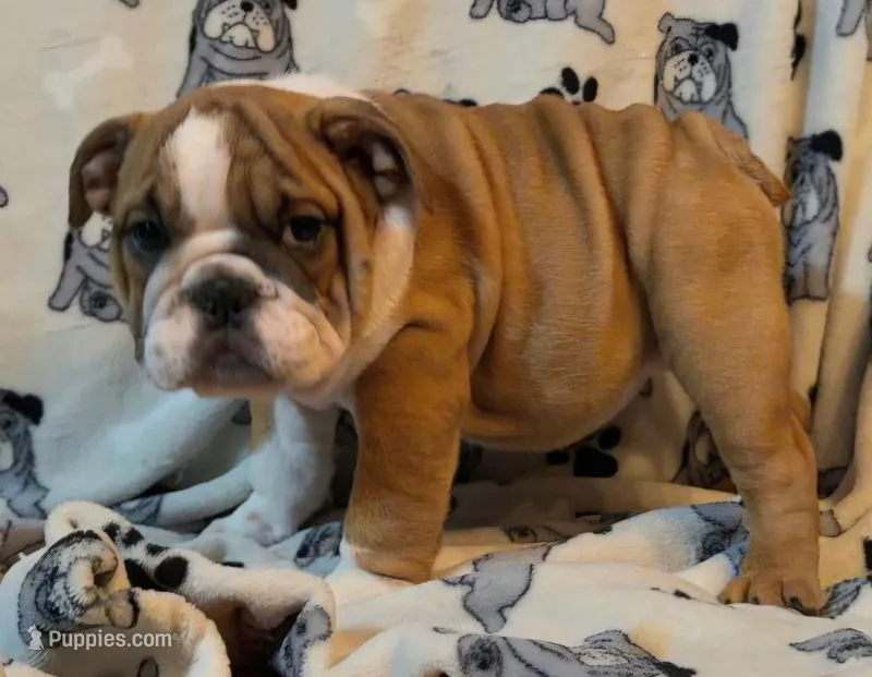 Beautiful Bella – English Bulldog puppy for sale in Minerva, OH