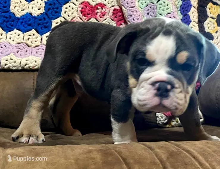 REBEL – English Bulldog puppy for sale in Minerva, OH