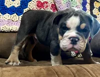 REBEL, a male English Bulldog for sale in Minerva, OH – 1 of 10