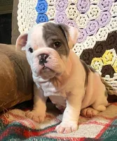 Gorgeous LUCY, a female English Bulldog for sale in Minerva, OH – Photo 2 of 6