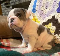 Gorgeous LUCY, a female English Bulldog for sale in Minerva, OH – Photo 5 of 6