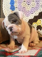 Gorgeous LUCY, a female English Bulldog for sale in Minerva, OH – Photo 3 of 6