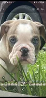 Goose, a male English Bulldog for sale in Minerva, OH – 2 of 8
