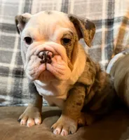 Amazing, a female English Bulldog for sale in Minerva, OH – 2 of 8