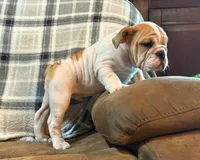 PORK CHOP, a male English Bulldog for sale in Minerva, OH – 7 of 10