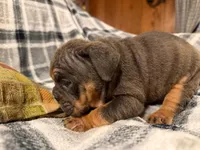 Jetta, a female English Bulldog for sale in Minerva, OH – 7 of 10