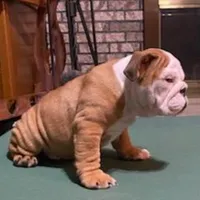 BRUTUS, a male English Bulldog for sale in Minerva, OH – 2 of 7
