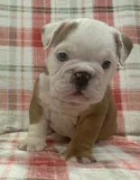 Nugget, a female English Bulldog for sale in Minerva, OH – 2 of 7
