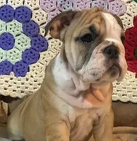 Beatrice, a female English Bulldog for sale in Minerva, OH – 5 of 7