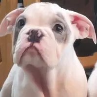 LILY, a female English Bulldog for sale in Minerva, OH – 3 of 7