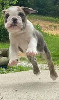 Goose, a male English Bulldog for sale in Minerva, OH – 8 of 8