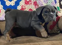 Wow blue tri , a male English Bulldog for sale in Minerva, OH – 1 of 6