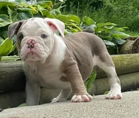 Sandy, a female English Bulldog for sale in Minerva, OH – 6 of 7