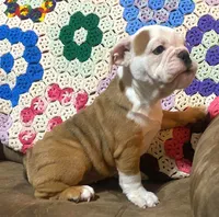 Nugget, a female English Bulldog for sale in Minerva, OH – 3 of 6