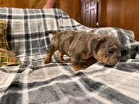 Cocoa, a female English Bulldog for sale in Minerva, OH – 3 of 7