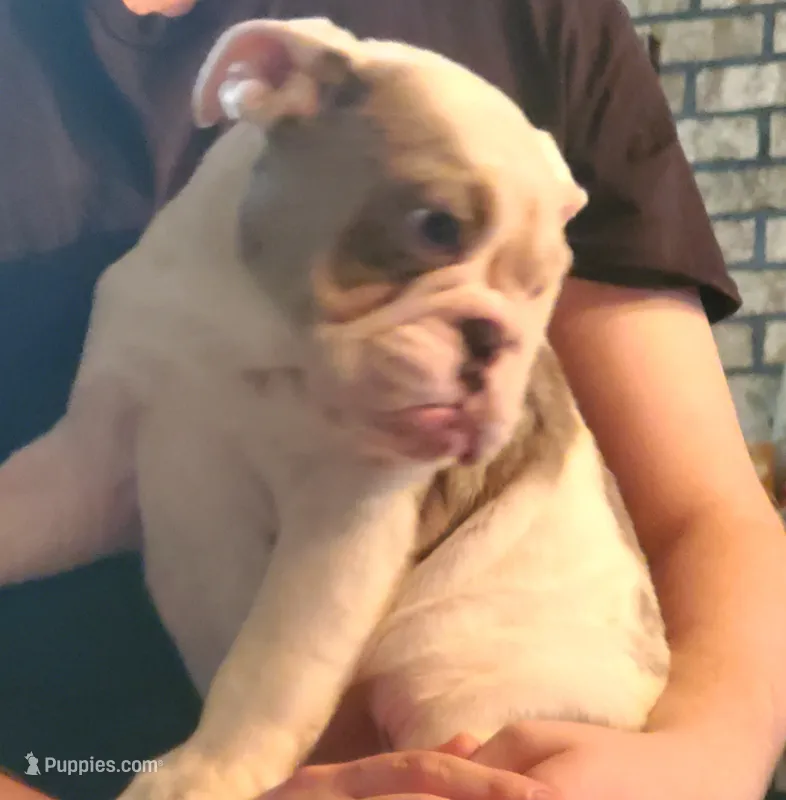 MACY – English Bulldog puppy for sale in Minerva, OH