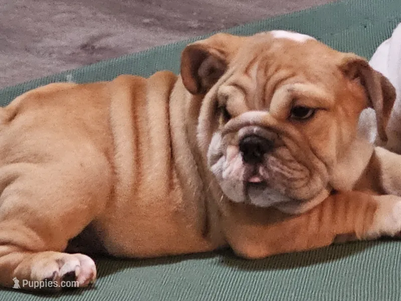 COOPER WOW – English Bulldog puppy for sale in Minerva, OH
