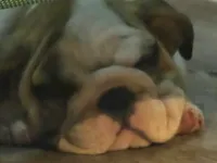 Caroline, a female English Bulldog for sale in Minerva, OH – 2 of 3