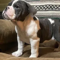 OPAL, a female English Bulldog for sale in Minerva, OH – 2 of 3