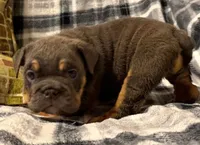 Jetta, a female English Bulldog for sale in Minerva, OH – 9 of 10