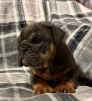 Stormy, a female English Bulldog for sale in Minerva, OH – 7 of 10