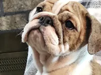 Delilah, a female English Bulldog for sale in Minerva, OH – 5 of 6
