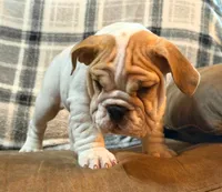 PORK CHOP, a male English Bulldog for sale in Minerva, OH – 6 of 10