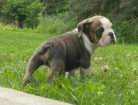 Goose, a male English Bulldog for sale in Minerva, OH – 6 of 8