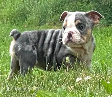 Princess – English Bulldog puppy for sale in Minerva, OH