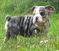 Princess, a female English Bulldog for sale in Minerva, OH – 1 of 5