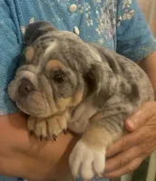 Gorgeous , a female English Bulldog for sale in Minerva, OH – 1 of 8